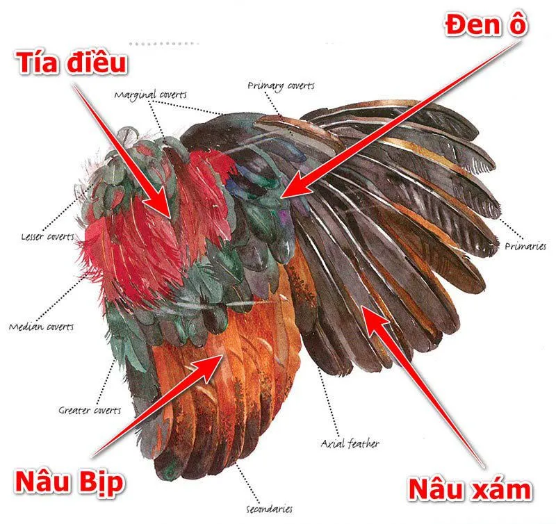 Gà Ngũ Sắc Là Gì? Gà Ngũ Sắc Có Giỏi Thi Đấu Được Không?