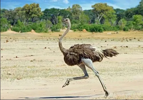 Mơ Thấy Con Đà Điểu Có Ý Nghĩa Gì? Đánh Số Nào Để Phát Tài?