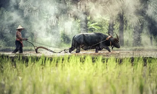 Mơ Thấy Đi Cày Có Ý Nghĩa Gì? Đánh Số Nào Để Nhiều Tài Lộc?